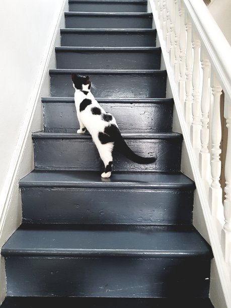 一只黑白相间的猫正爬上布鲁克林一栋古色古香的老房子的楼梯，房子里有木栏杆和栏杆图片下载