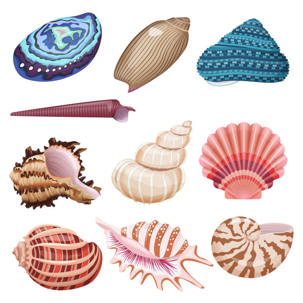 贝壳集图片下载