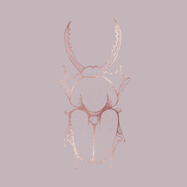 金龟子玫瑰金优雅图片下载