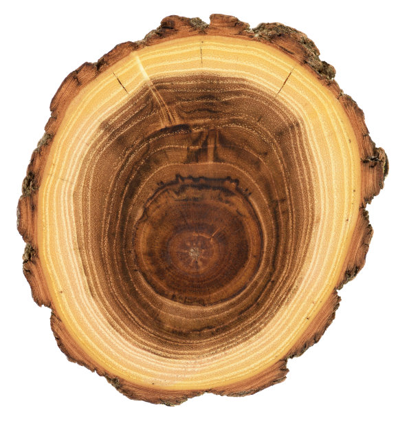 木质板具有不同寻常的纹理。详细的金合欢木材横截面，生长年轮，裂缝和树皮孤立在白色背景图片下载
