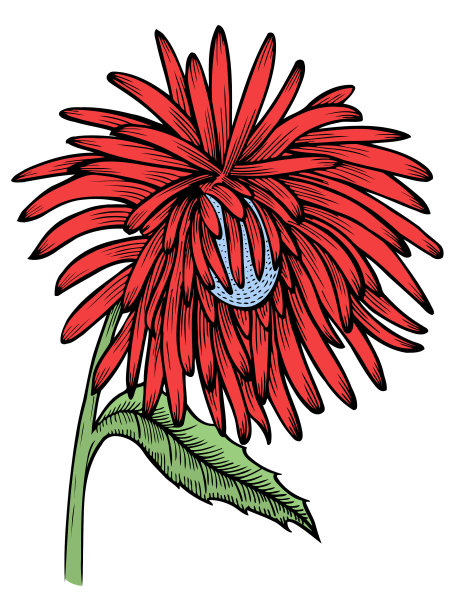 春天的花朵孤立图片下载