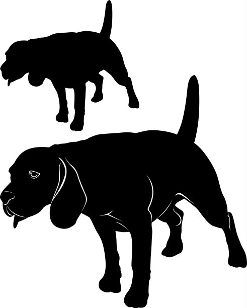 狗小猎犬图片下载