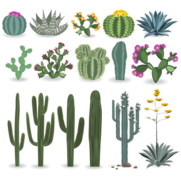 仙人掌和多肉的集合图片下载