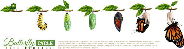 蝴蝶蜕变，横置图片下载