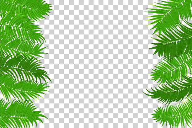 夏季丛林棕榈叶框架图片下载