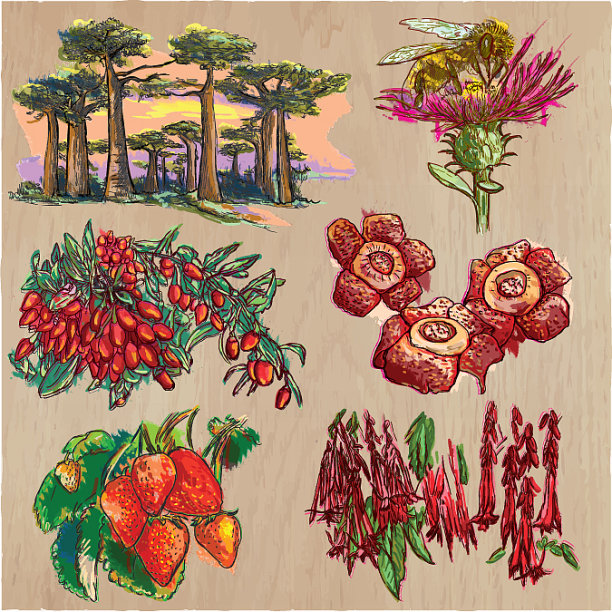 鲜花-手绘彩色包装线艺术图片下载