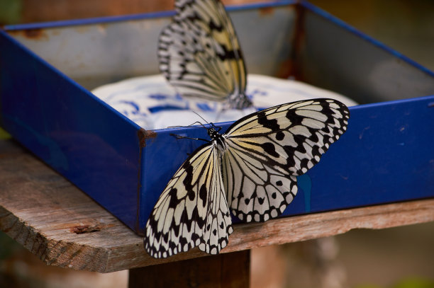 米纸蝴蝶(Idea leuconoe)或纸风筝蝴蝶在冲绳，日本。图片下载