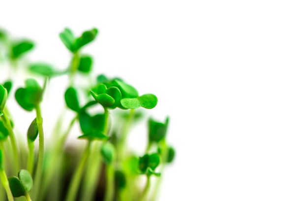 微绿色容器特写。有选择性的重点。芝麻菜的春季幼苗。图片下载
