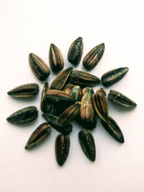 向日葵或向日葵种子在白色的背景图片下载