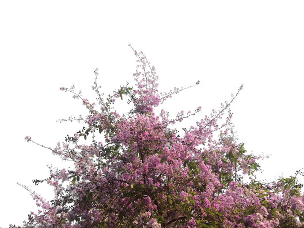 粉红色的春花孤立的背景图片下载