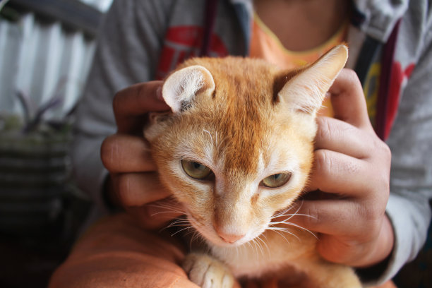 小猫看起来又惊讶又害怕。图片下载