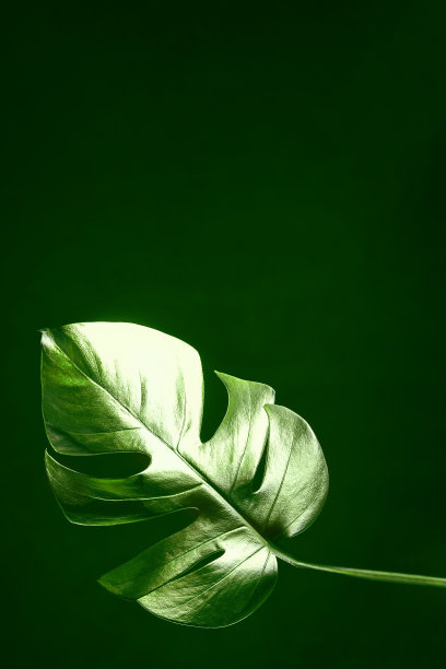 在黑色孤立的背景上，有光泽的叶子怪兽。时髦的设计。极简主义。本空间图片下载