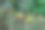 温室里奇异的绿色植物图片下载