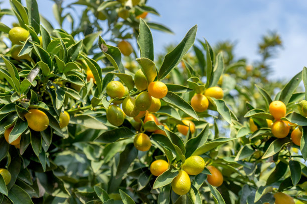 成熟的金橘图片下载