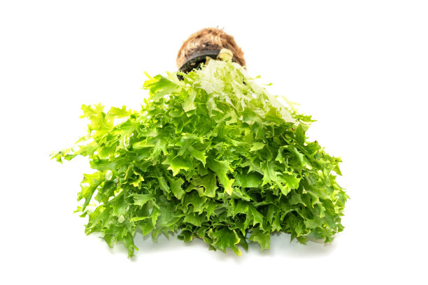 专业生菜沙拉，莴苣图片下载