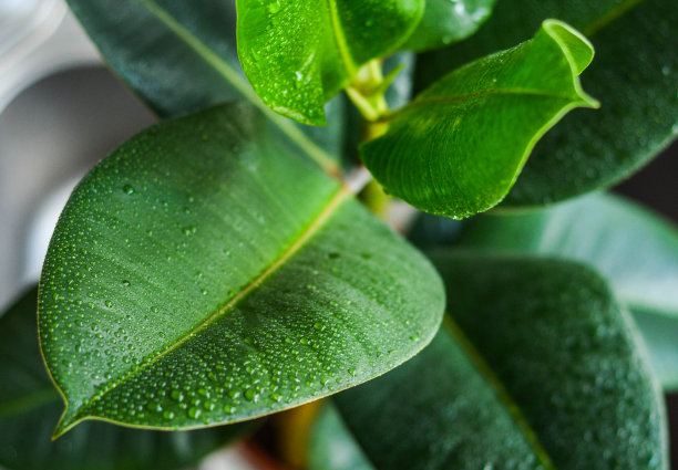 开心弹力图片下载