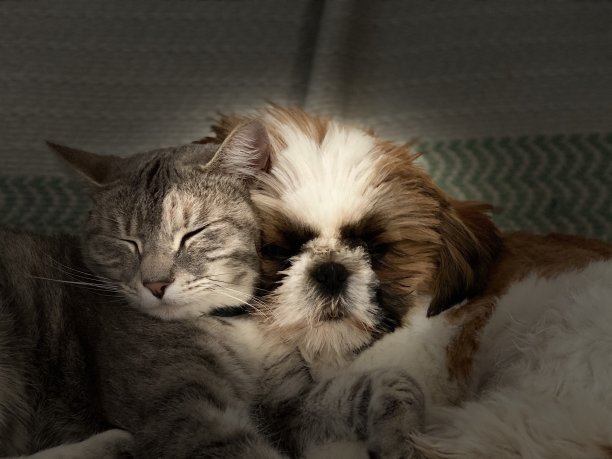 恢复狮子狗和猫的友谊图片下载