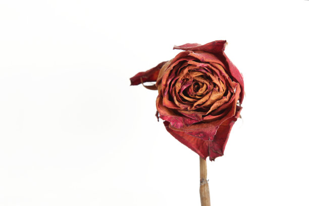 枯红玫瑰图片下载