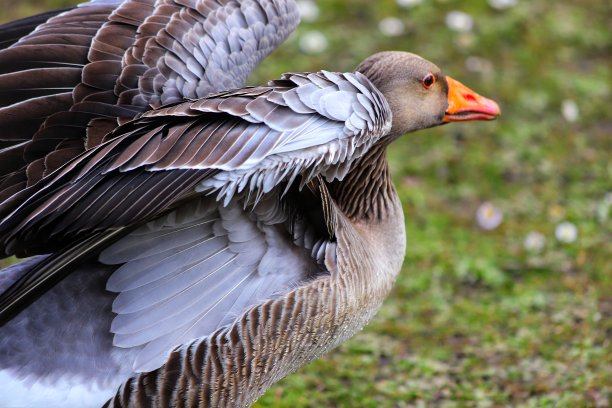 鹅飞行图片下载