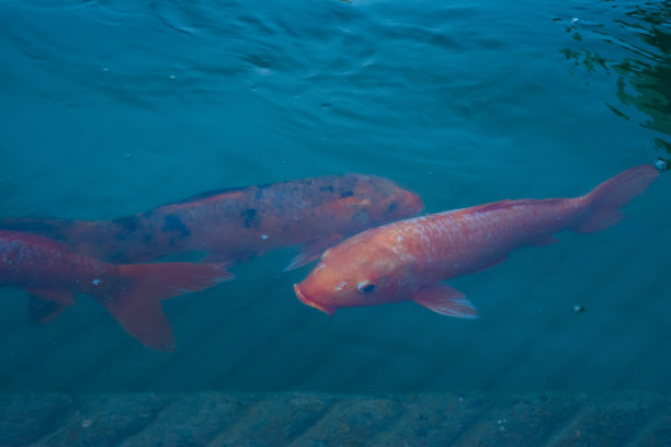 古鲁德瓦拉萨罗瓦尔的鱼图片下载