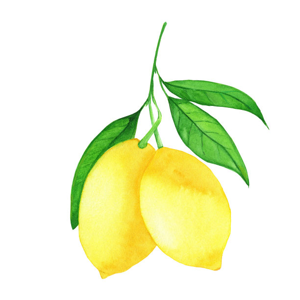 柠檬枝上有果实，绿叶。水彩手绘插图。图片下载