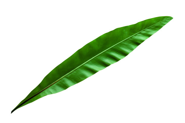 在白色背景上孤立的热带绿叶图片下载