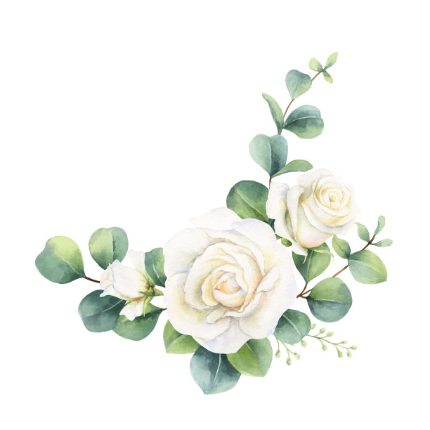 水彩矢量手画花束与绿色桉树叶和白玫瑰。插图贺卡，婚礼邀请，海报，保存日期或问候设计孤立的白色背景。图片下载