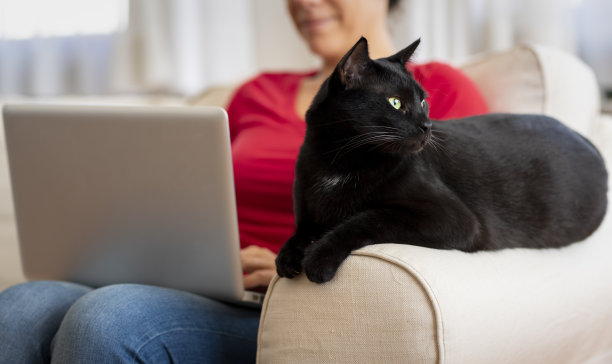 在家工作，和她的猫坐在一起的女人图片下载