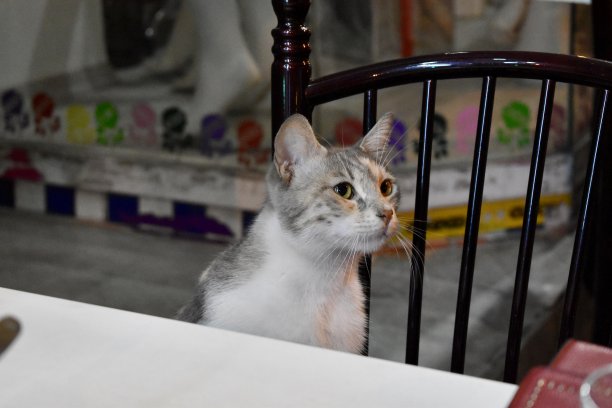 饥饿的街猫图片下载