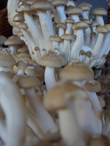 市场蘑菇1图片下载