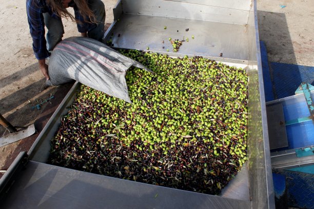 希腊橄榄从卡车卸到压料斗图片下载