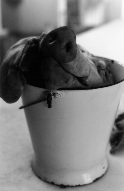 猪在桶黑和白图片下载