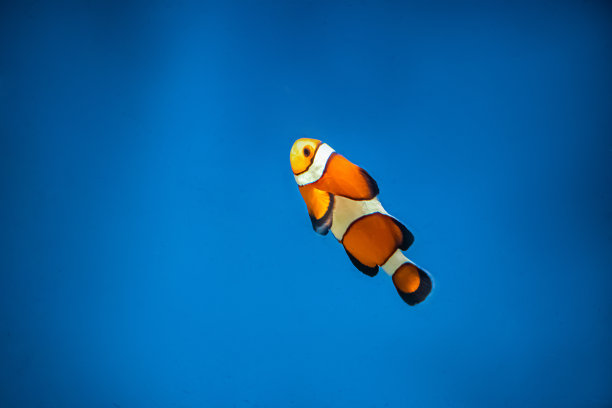一只橙色的小丑鱼Amphiprion在蓝色的水里游泳。图片下载