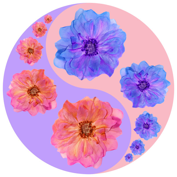 花象征阴阳。布瑞尔·罗。几何图案的阴阳符号，从植物的彩色背景在东方风格。阴阳符号取自花、花瓣。曼荼罗的花卉插图图片下载