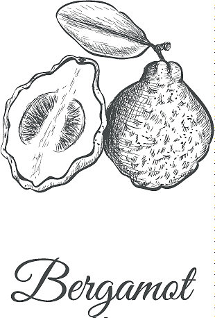 佛手草图图片下载