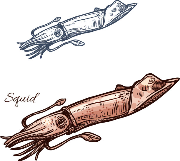 鱿鱼孤立素描图标图片下载