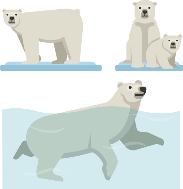 野生动物白北极熊图片下载
