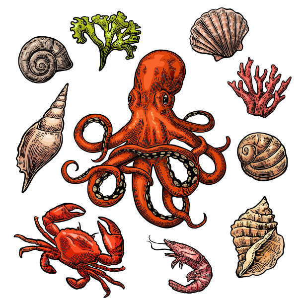 集海贝，珊瑚，蟹，虾和章鱼图片下载