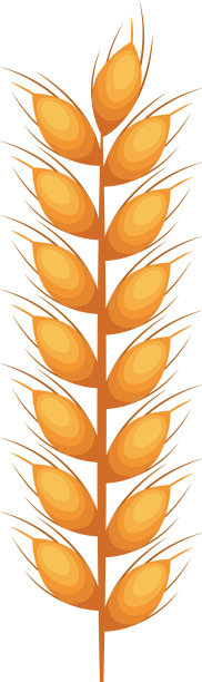 孤立小麦穗设计图片下载