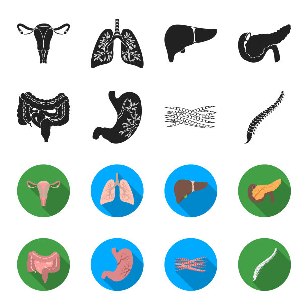 肠、胃、肌、脊柱、器官集合图片下载