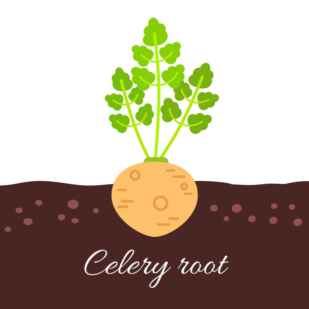 芹菜根图标与标题图片下载