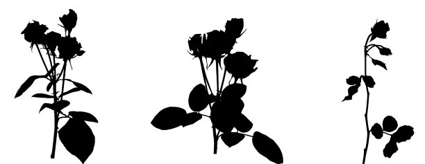 一套美丽的硅烷白和黑玫瑰图片下载