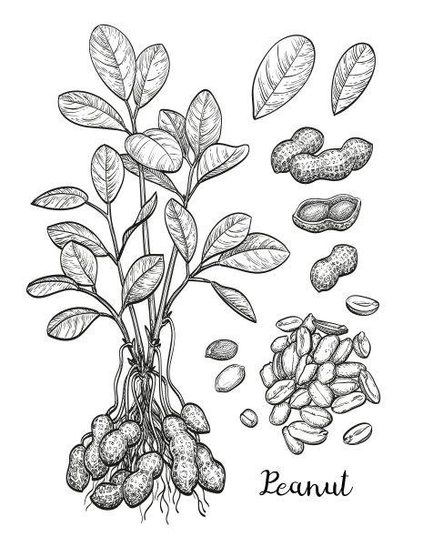 花生大集合图片下载