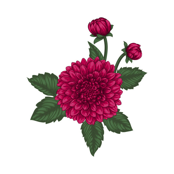 美丽的花束与大丽花的效果图片下载