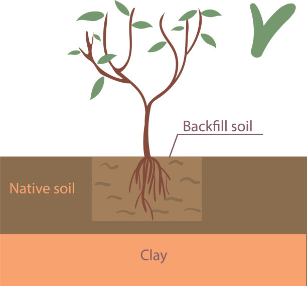 正确的植树平台图片下载