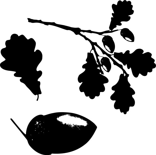 橡树叶、橡子和树枝孤立剪影图片下载