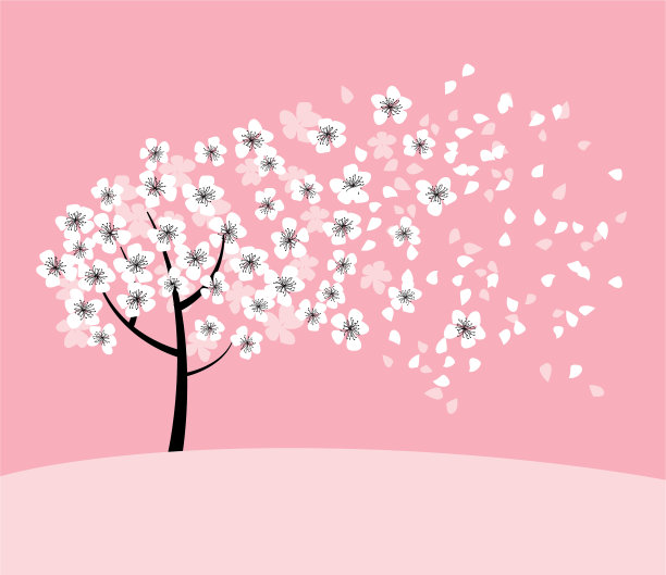 白色樱花在粉红色玫瑰色的背景上开花图片下载