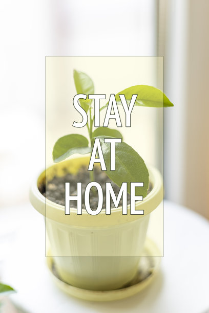 呆在家里短语在框架里。窗上绿色盆栽:居家自我隔离预防病毒爆发的概念。图片下载