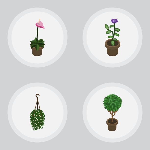 等距室内植物套生长开花树图片下载