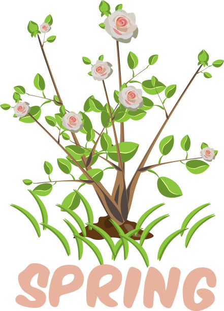 盛开的树隔离图片下载